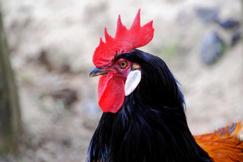 Domestic chicken (Gallus domesticus)