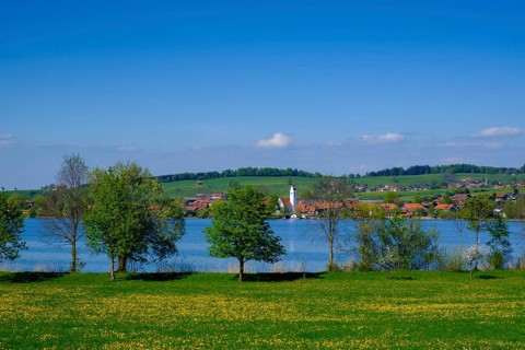 Dandelion meadow in spring