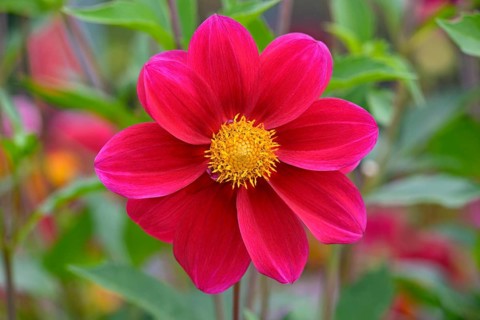 Dahlia variety Firewheel (Dahlia)