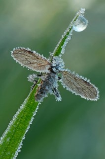 March Fly or St Mark's Fly (Bibio)