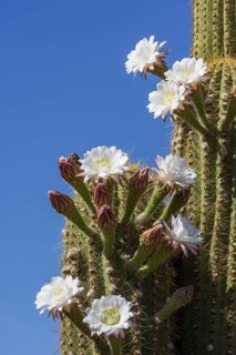 Blooming Echinopsis chiloensis cactus