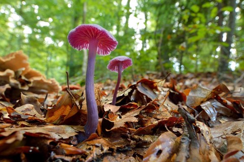 Amethyst Deceiver (Laccaria amethystea)