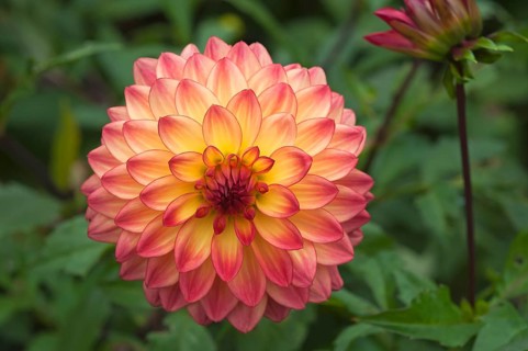 Flower of a Dahlia (Dahlia)