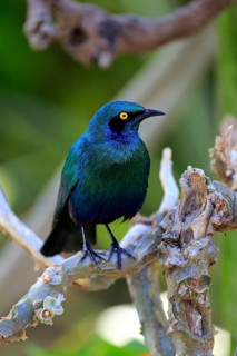 Greater blue-eared starling (Lamprotornis chalybaeus)