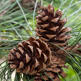 Cones