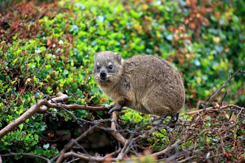 Rock Hyrax (Procavia capensis)