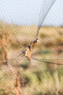 Rufous-tailed Scrub Robin (Cercotrichas galactotes) caught in mist net for research