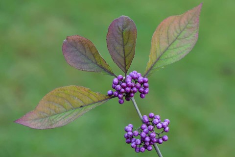 Bodinier's Beautyberry (Callicarpa bodinieri)