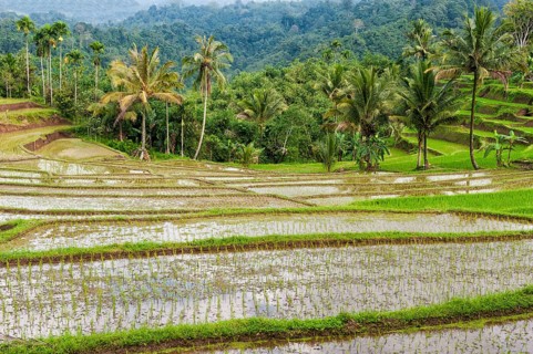 Rice terraces on the slope of the Kawah Ijen