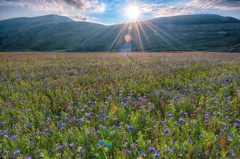 Blooming meadow