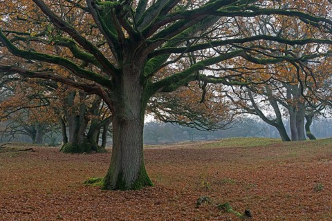 Old wood pasture (Quercus robur)
