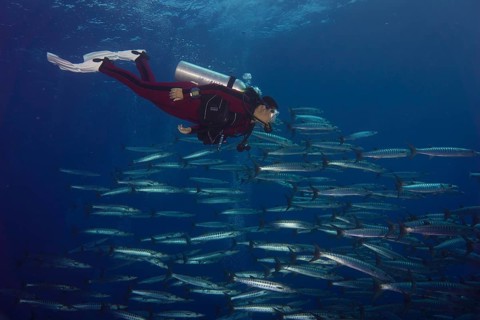 Diver swimming with a school of Blackfin Barracudas (Sphyraena qenie)