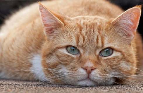 Domestic cat