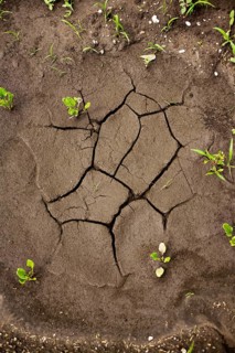 Dried puddle on a field