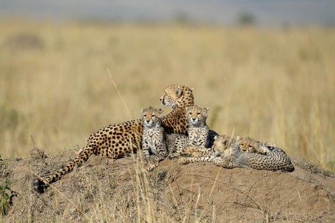 Cheetah (Acinonyx jubatus)