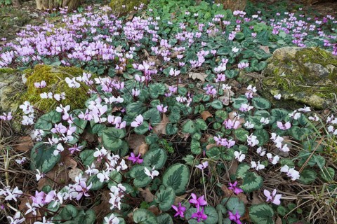 Eastern Cyclamen (Cyclamen coum)