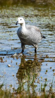 Greylag goose (Anser anser)