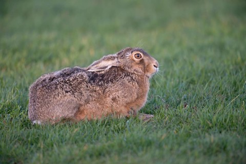 Hare (Lepus europaeus)