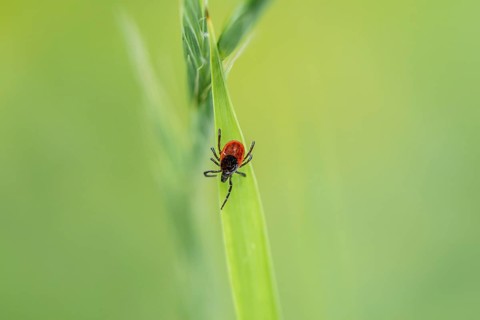 Female tick