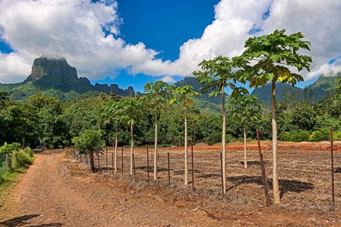 Papaya plantation