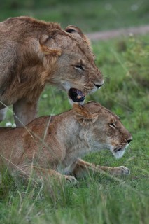 Lions (Panthera leo)