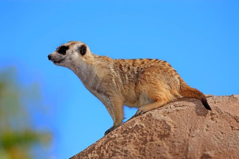Meerkat (Suricata suricatta)