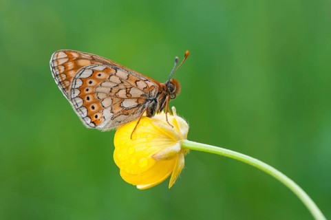 Marsh Fritillary (Euphydryas aurinia)