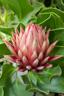 King Protea (Protea cynaroides)