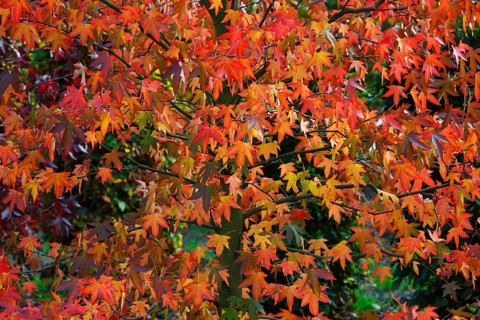 American sweetgum (Liquidambar styraciflua) in autumn colors