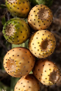 Prickly pears (Opuntia ficus-indica)