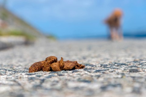 Dog feces on a footpath with dog behind