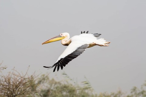 Great White Pelican (Pelecanus onocrotalus) in flight