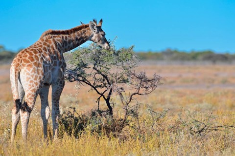Young Giraffe (Giraffa camelopardalis)