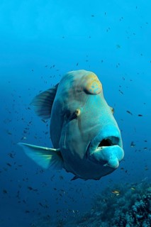 Humphead wrasse (Cheilinus undulatus) over coral reef