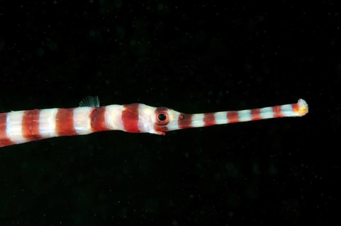 Banded Pipefish or Ringed Pipefish (Dunckerocampus dactyliophorus)