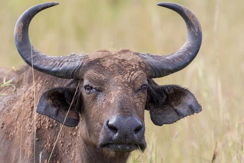 African Buffalo or Cape Buffalo (Syncerus caffer)