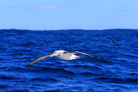 Shy albatross (Thalassarche cauta)