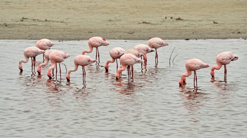 Lesser Flamingos (Phoenicopterus minor)