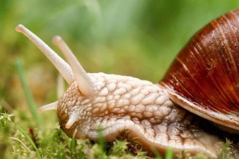 Burgundy Snail (Helix pomatia)