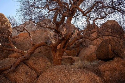 Blue-leaved corkwood (Commiphora glaucescens)