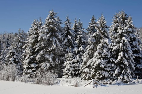 Snow covered trees