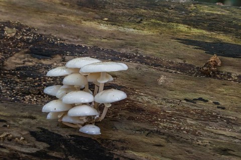 Porcelain fungus (Oudemansiella mucida) on a beech tree