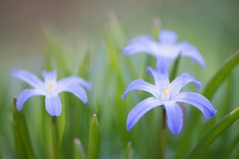 Lucile's Glory-of-the-snow (Chionodoxa gigantea)