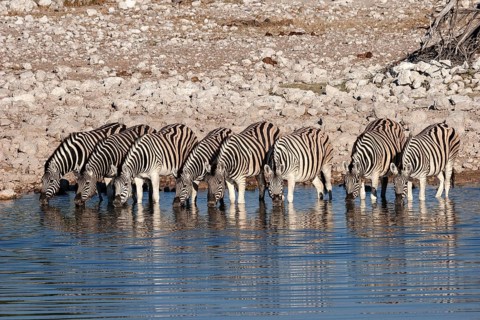 Burchell's Zebras (Equus burchellii) drinking at the Okaukuejo waterhole