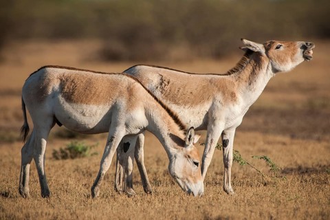 Onager or Asiatic wild ass (Equus hemionus)