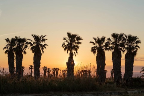 Desert Fan Palms (Washingtonia filifera) at sunset