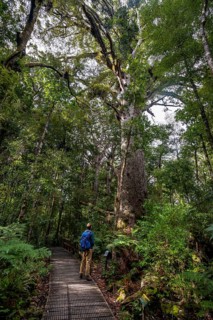 Young man on hiking trail in Agathis australis forest next to (Agathis australis)