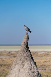 Dark Chanting Goshawk (Melierax metabates) on termite mound
