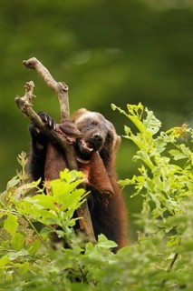 Wolverine (Gulo gulo) feeding on deerskin