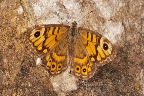 Wall Brown (Lasiommata megera)